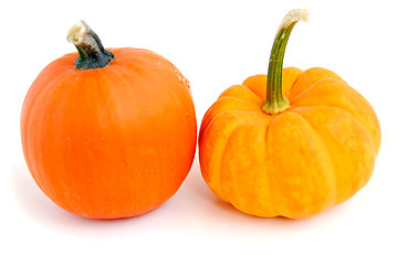 Image showing Mini pumpkin