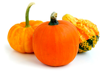 Image showing Mini pumpkin