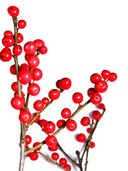 Image showing Red christmas berries on white 4