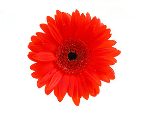 Image showing Red gerbera flower