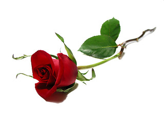 Image showing Red rose white background