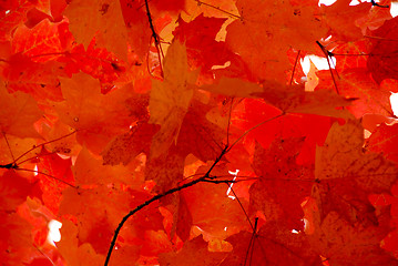 Image showing Red maple leaves