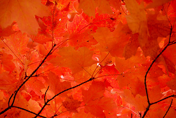 Image showing Red maple leaves