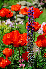 Image showing Spring garden with poppies