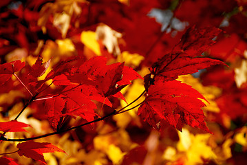 Image showing Red maple leaves