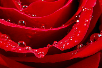 Image showing Red rose