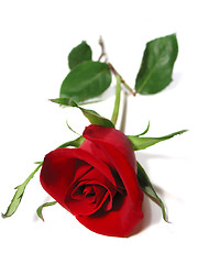 Image showing Red rose white background