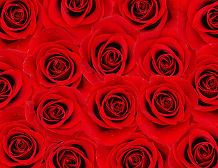 Image showing Red rose background