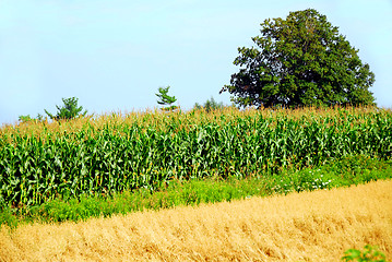 Image showing Agriculture