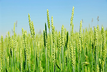 Image showing Green grain growing