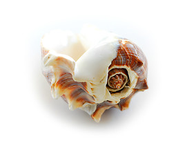 Image showing Sea shell 2