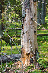 Image showing Damaged wood pest tree in the forest, close-up