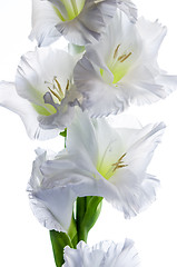 Image showing Blossoming white gladiolus, it is isolated on white