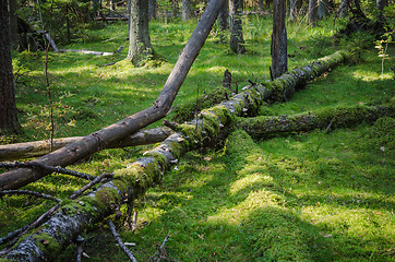 Image showing Damaged wood pests and fallen trees in the forest