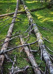 Image showing Damaged wood pests and fallen trees in the forest