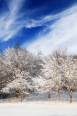 Image showing Winter forest