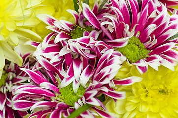 Image showing Bouquet of beautiful colorful chrysanthemums, close-up  