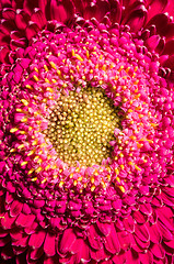 Image showing Beautiful red gerbera flower, close up