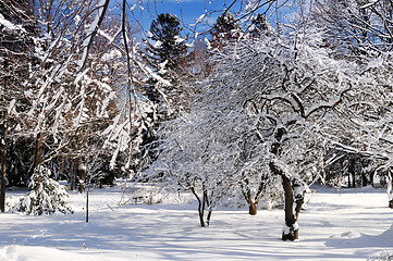 Image showing Winter park