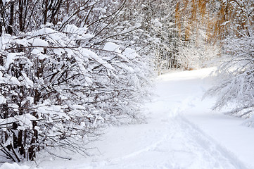 Image showing Path in winter forest