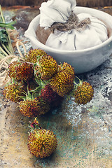 Image showing Harvesting medicine herbs