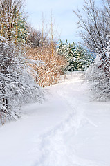 Image showing Path in winter forest