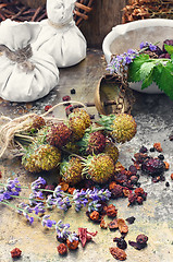 Image showing Harvesting medicine herbs