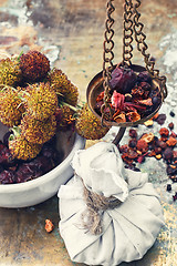 Image showing Harvesting medicine herbs