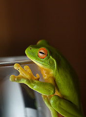 Image showing frog on glass