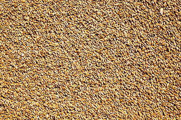 Image showing heap of wheat grains  