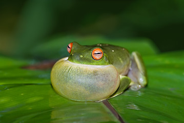 Image showing croaking