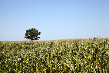 Image showing tree in the field 