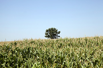 Image showing corn field. Agricultural  