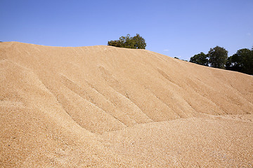 Image showing grain wheat .   heap 