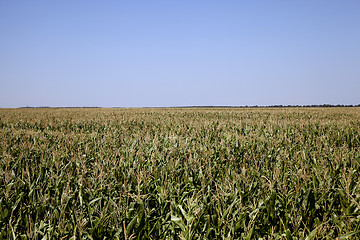 Image showing  immature corn field 