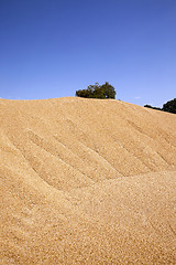 Image showing grain wheat .   heap 