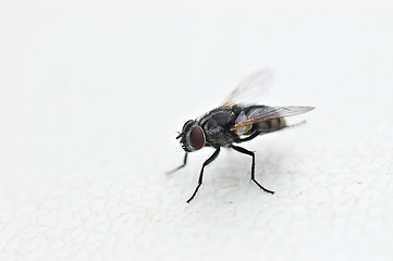 Image showing fly on white