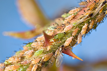 Image showing aphids