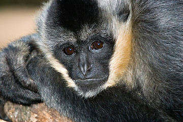 Image showing white handed gibbon