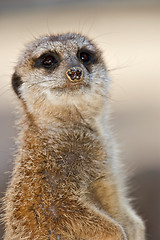 Image showing meerkat looking at camera