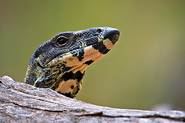 Image showing lace monitor