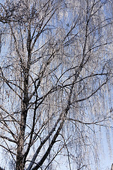 Image showing birch branches. winter