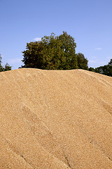 Image showing wheat crop . cereals