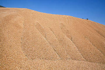 Image showing wheat crop . cereals