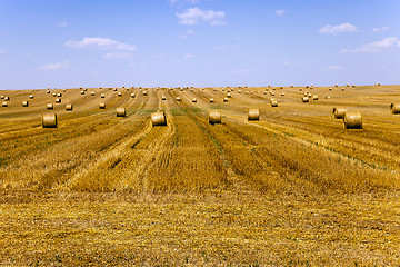 Image showing haystacks straw . summer