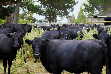 Image showing black cows