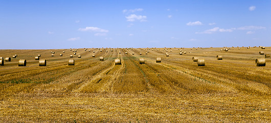 Image showing   cereals during harvest 