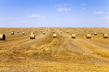 Image showing agriculture   field .  summer