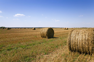 Image showing  field after harvesting  