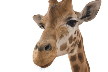 Image showing closeup giraffe on white